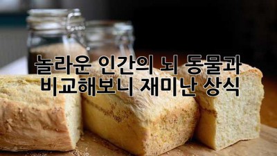 놀라운 인간의 뇌! 동물과 비교해보니? 재미난 상식
